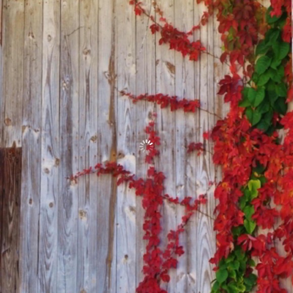 Meet your Posher, Candy - Picture 2 of 3